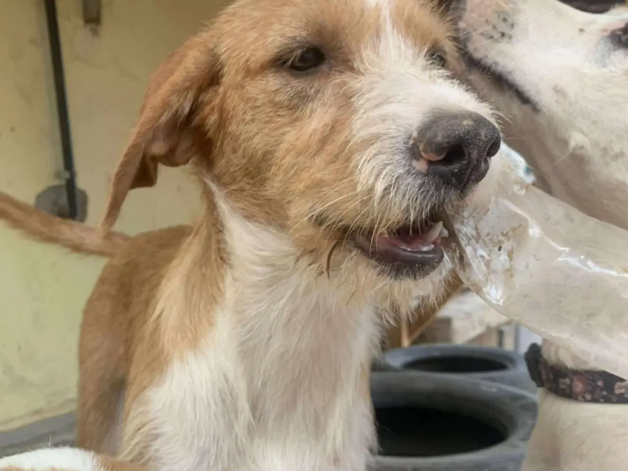 Billede 7 - Cairo søger sin helt egen familie