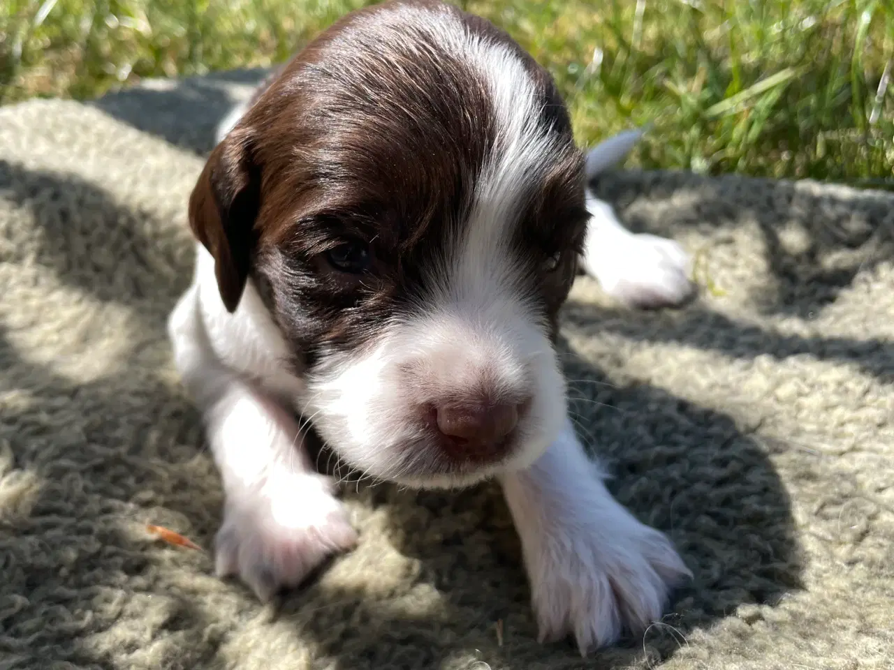 Billede 13 - FT springer spaniels 