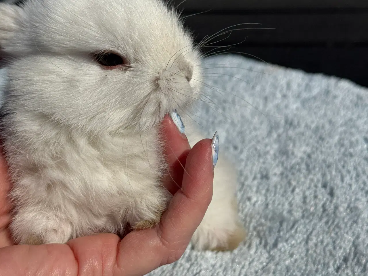 Billede 9 - Mini lop