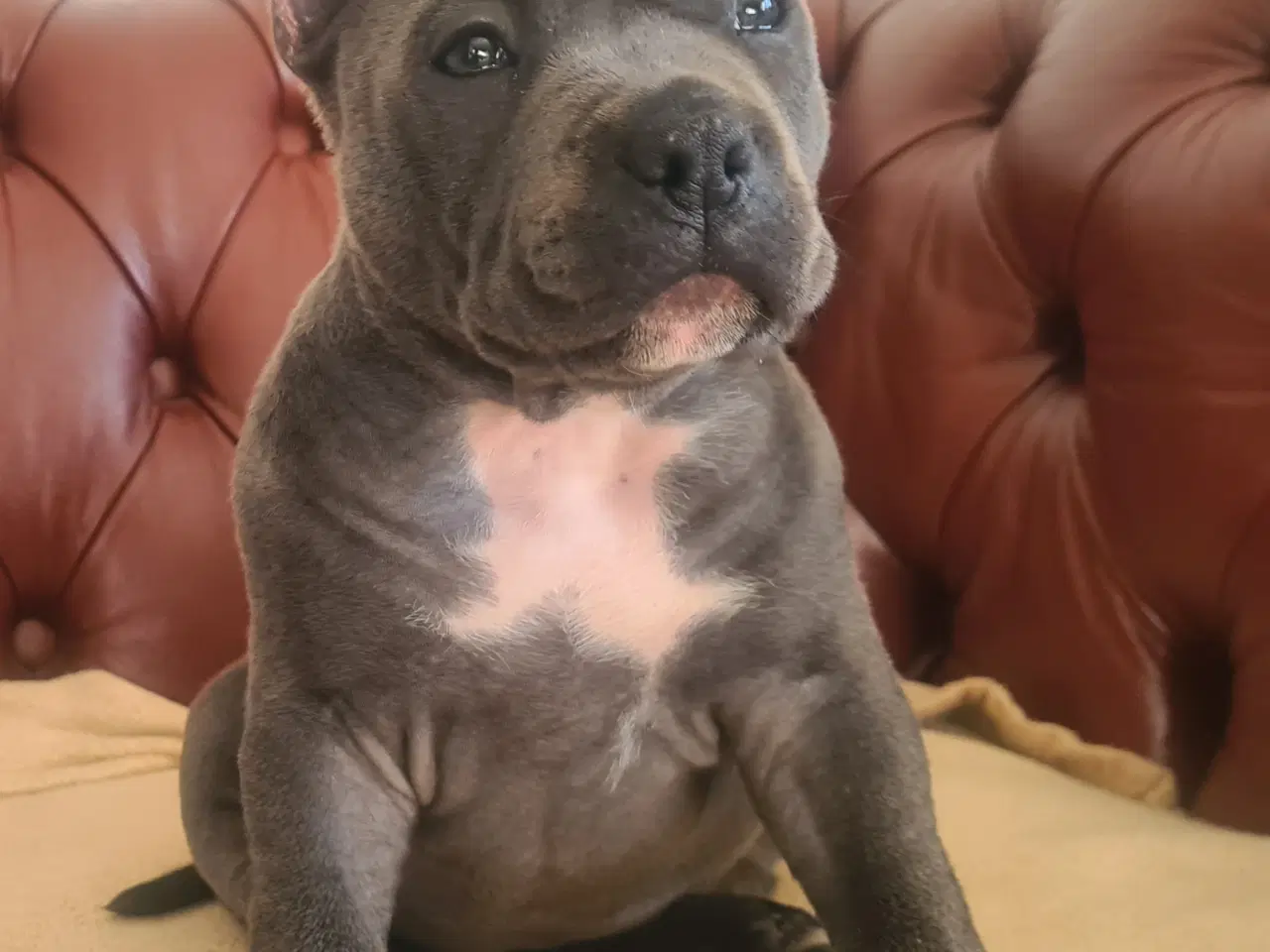 Billede 8 - American Bully Blu Pige 