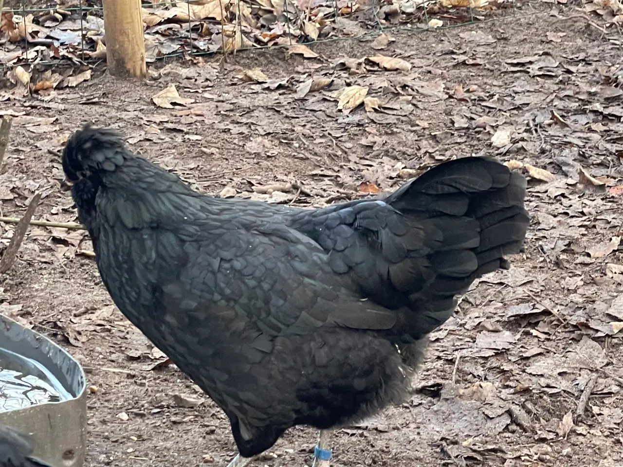 Billede 7 - Engelsk Araucana kyllinger 