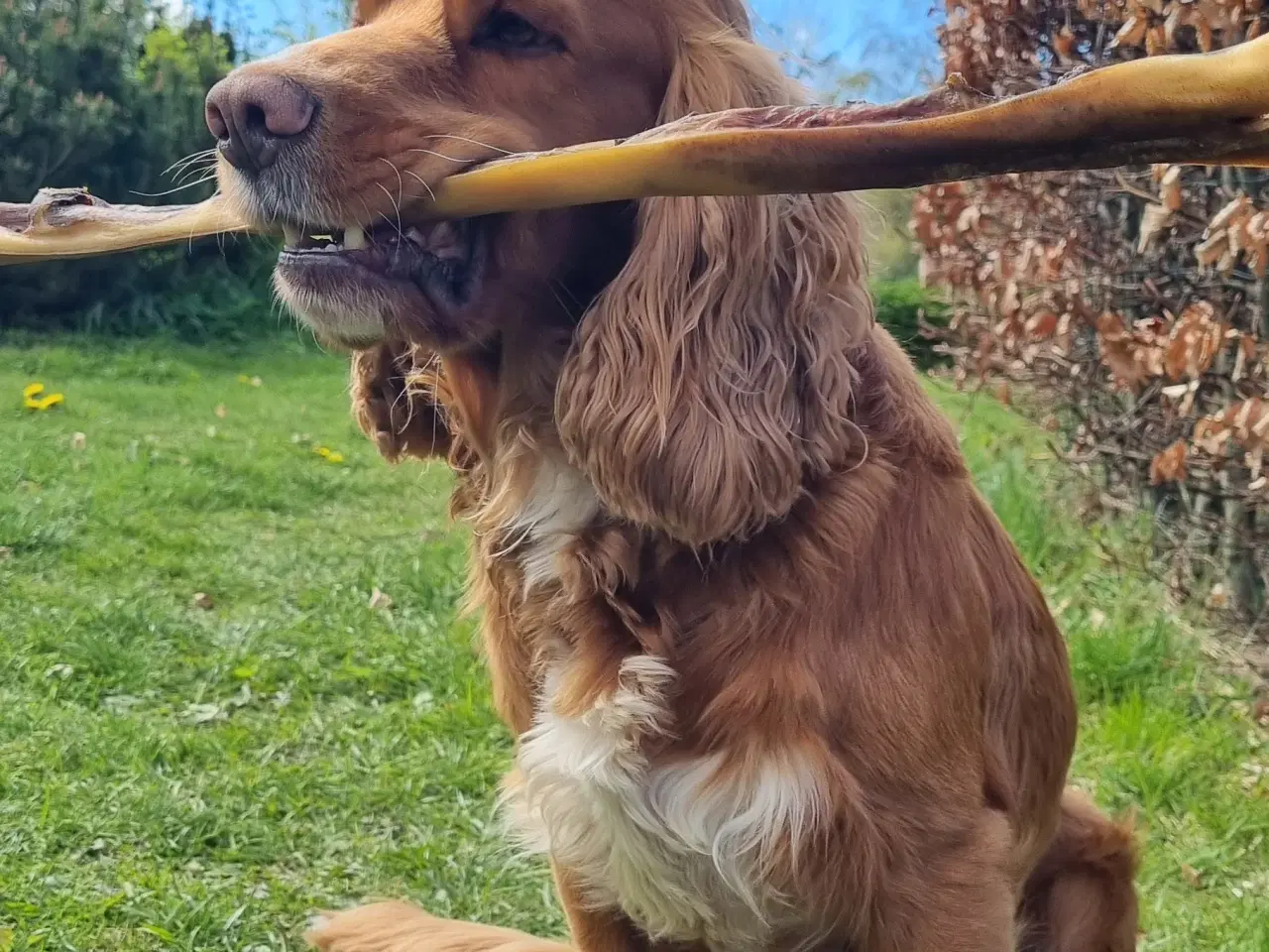 Billede 3 - Cocker spaniel tilbydes til avl