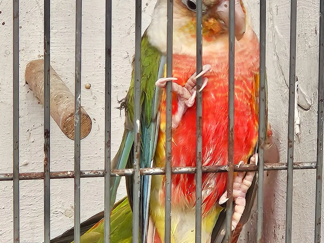 Billede 1 - Pineapple conurer