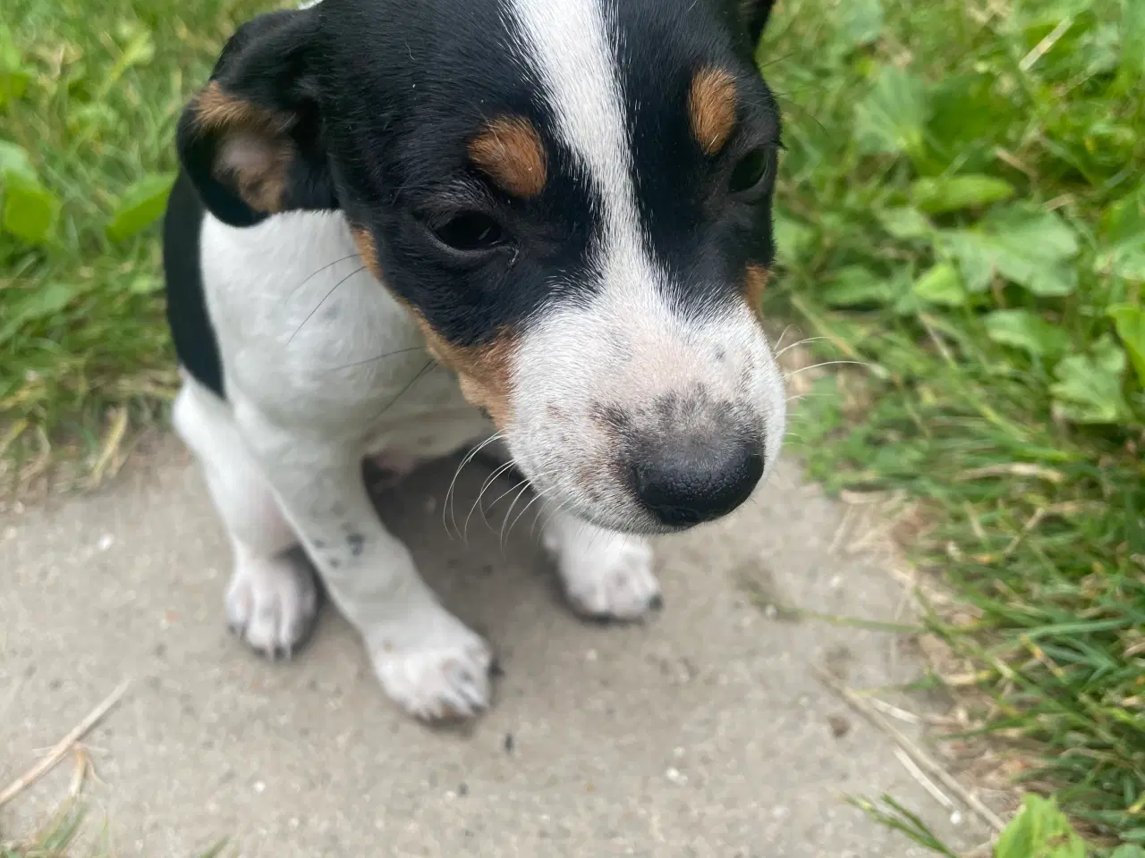 Billede 6 - Dansk svensk gårdhund hvalpe