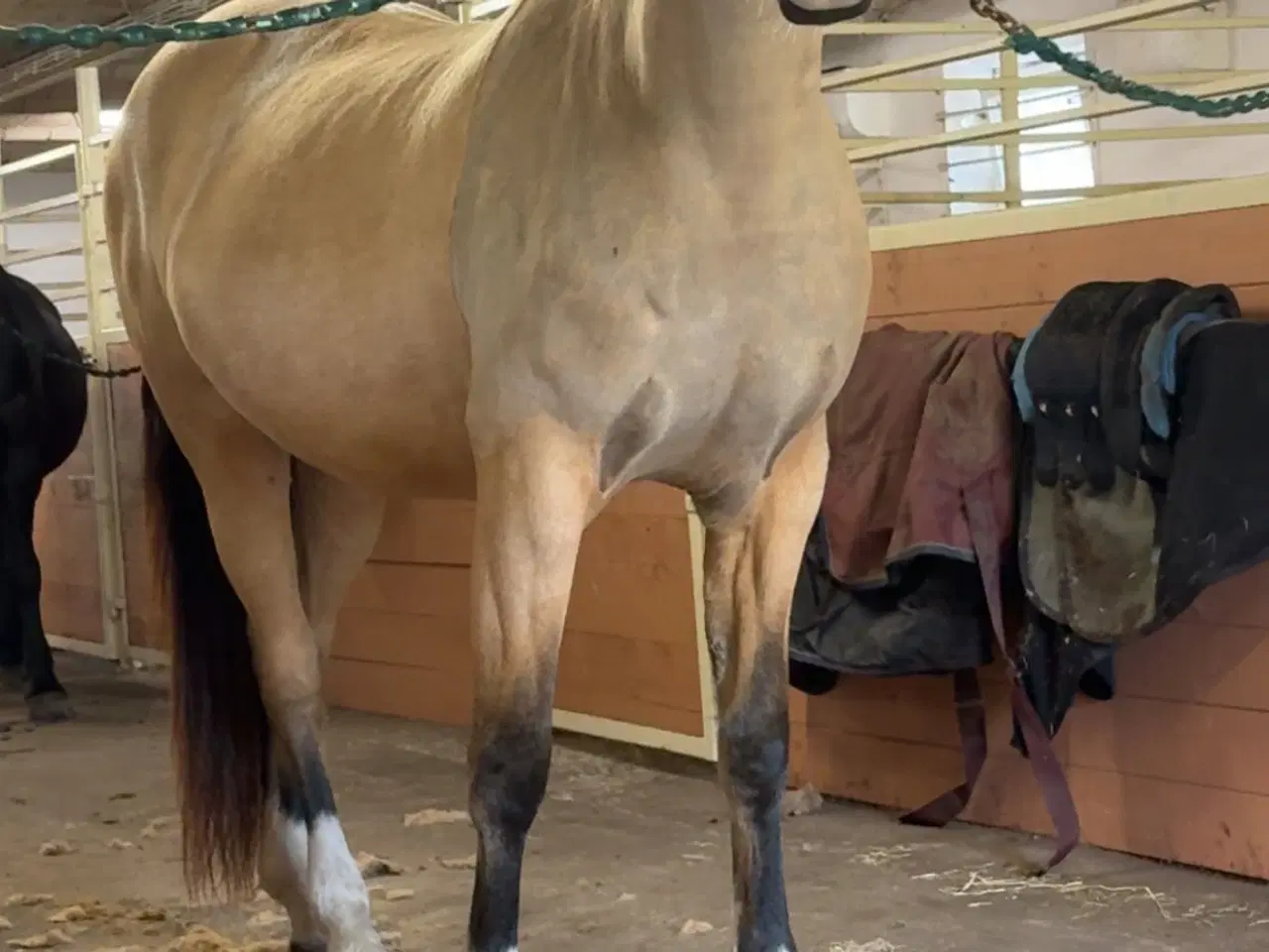 Billede 3 - Dine nye bedste ven