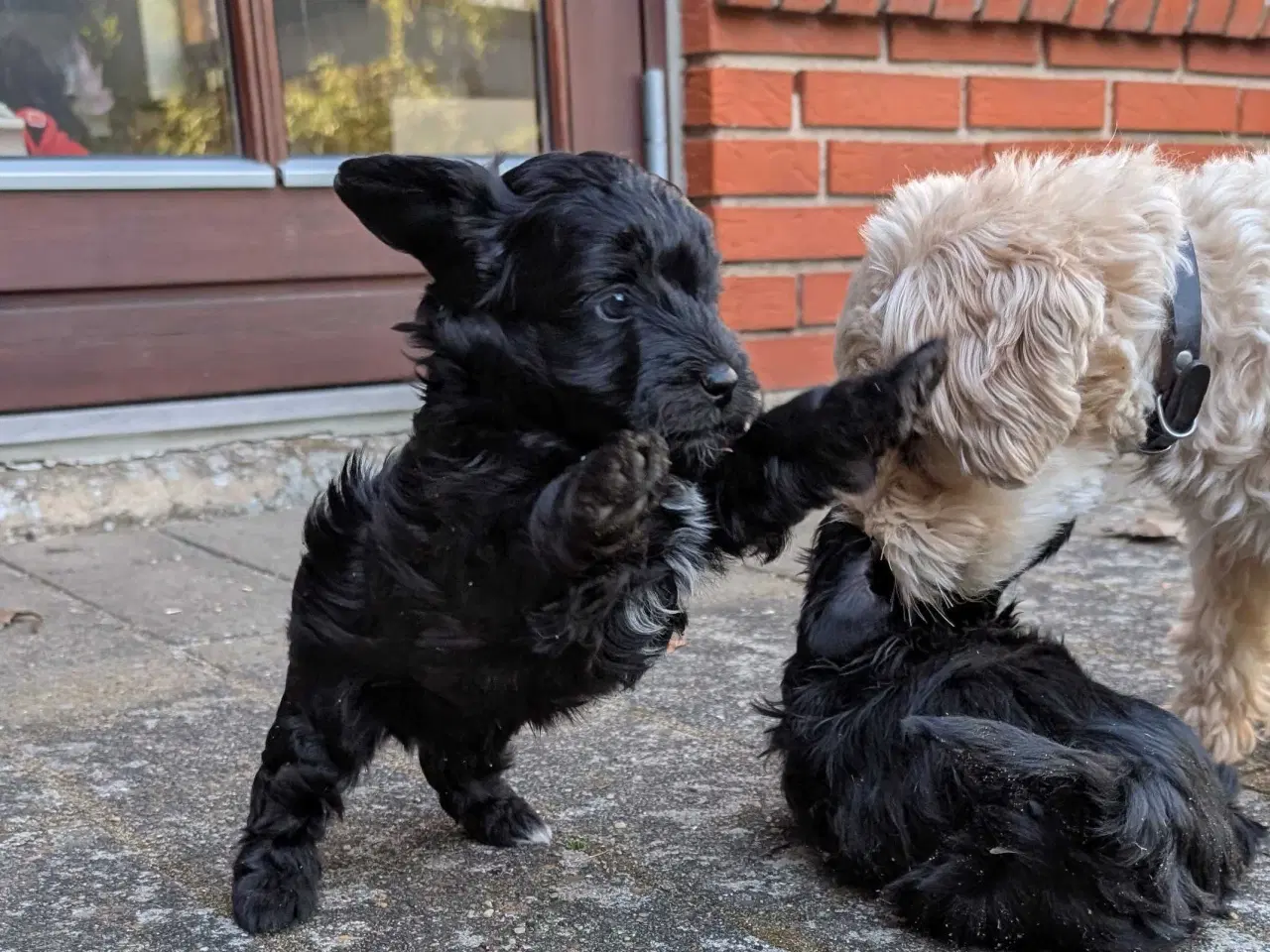Billede 9 - Rumle og børste - Maltipoo