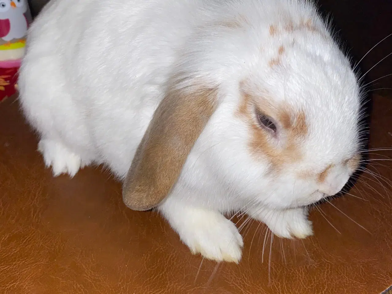 Billede 1 - Minilop kanin