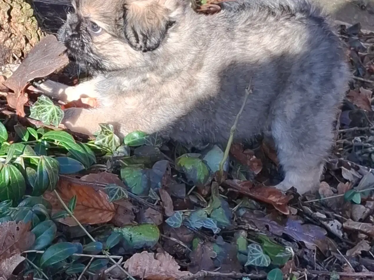 Billede 8 - Lækre uldtotter 