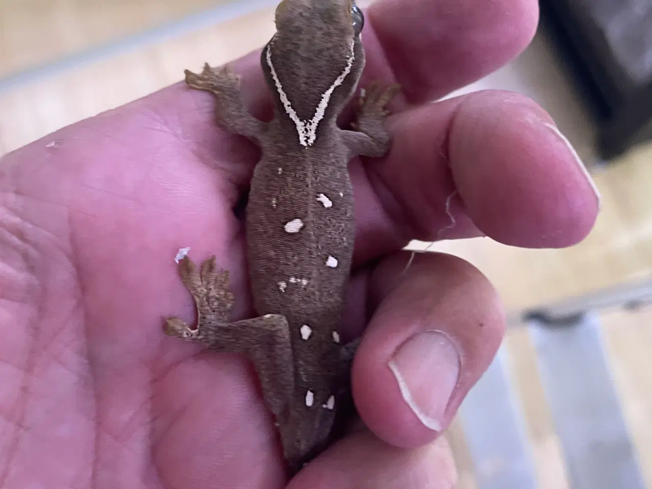 Billede 7 - Gekko’er fra Ny kaledonien