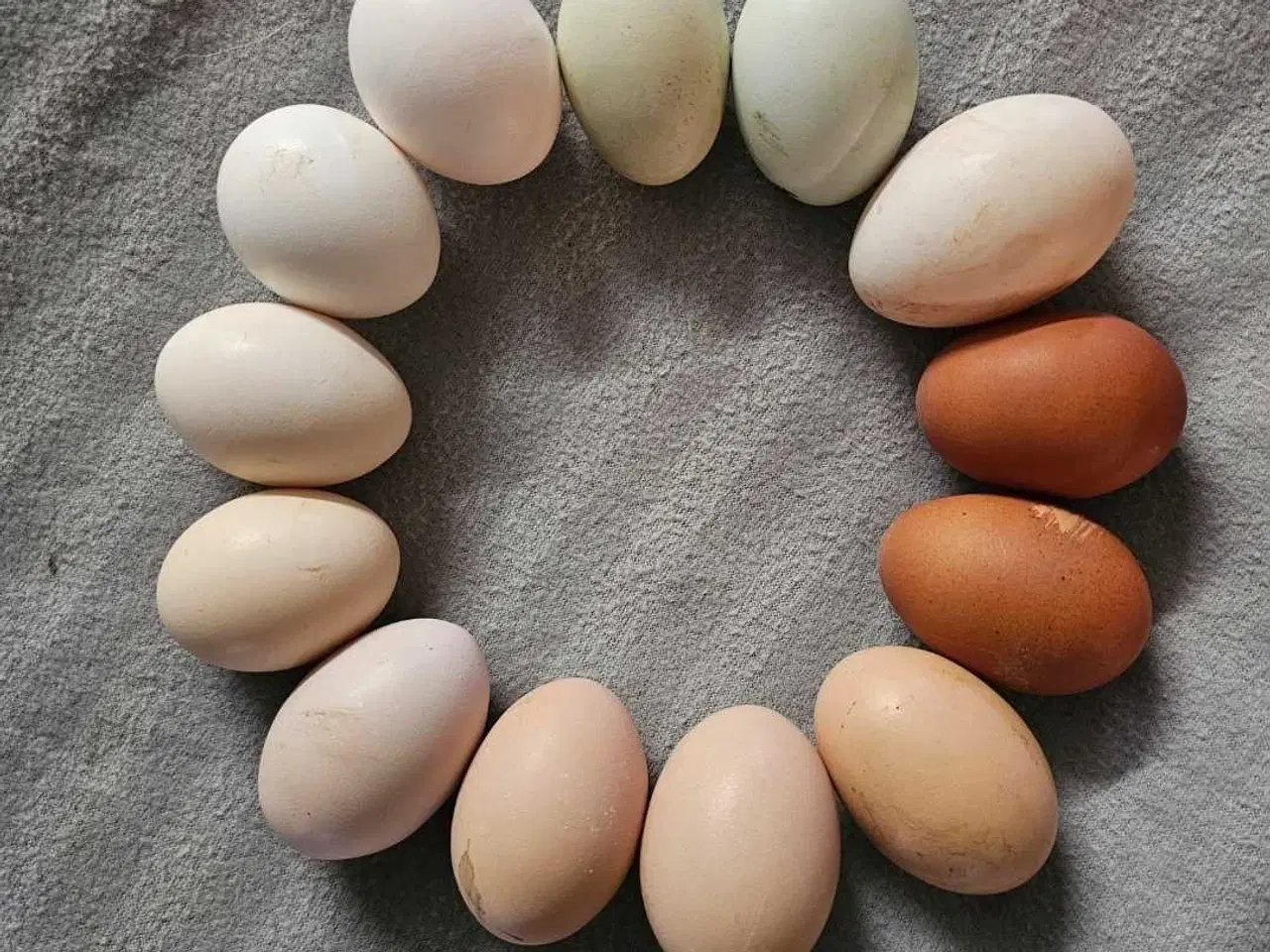 Billede 4 - Ayam Cemani rugeæg 