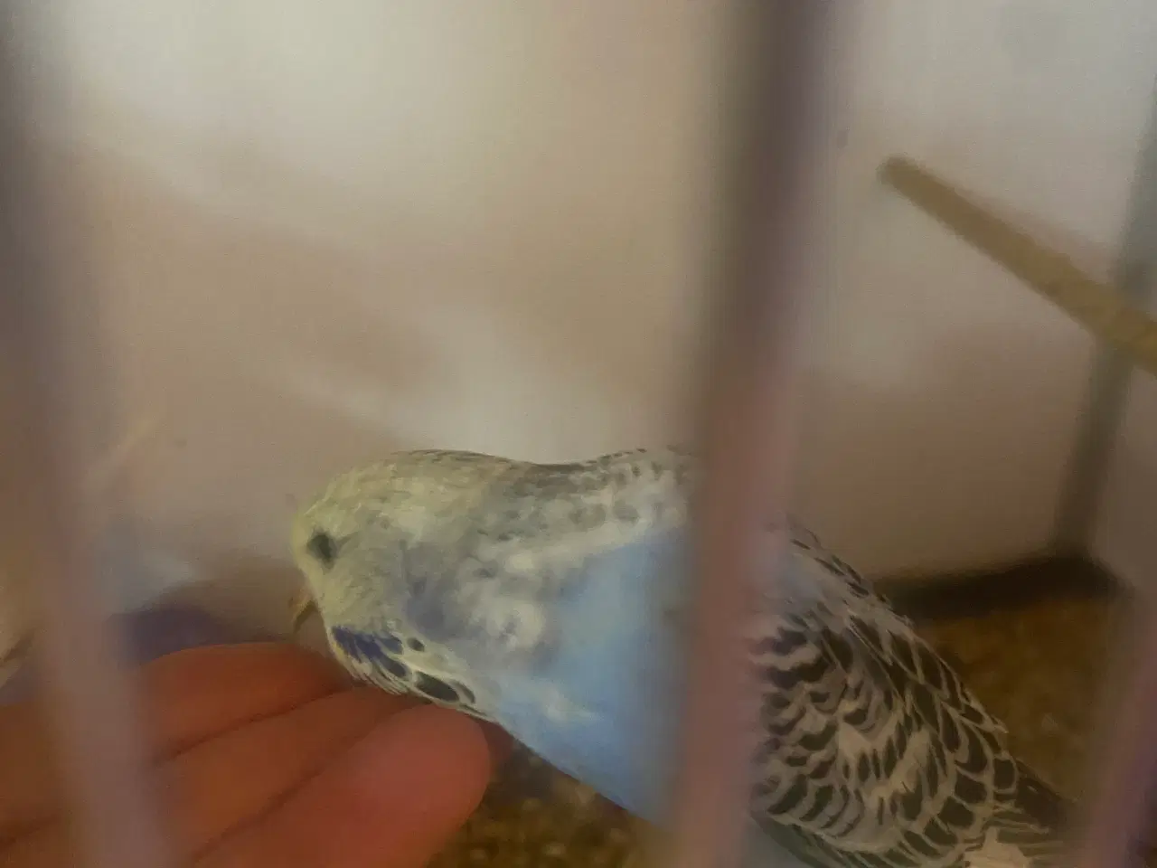 Billede 4 - Sød engelsk undulatunge