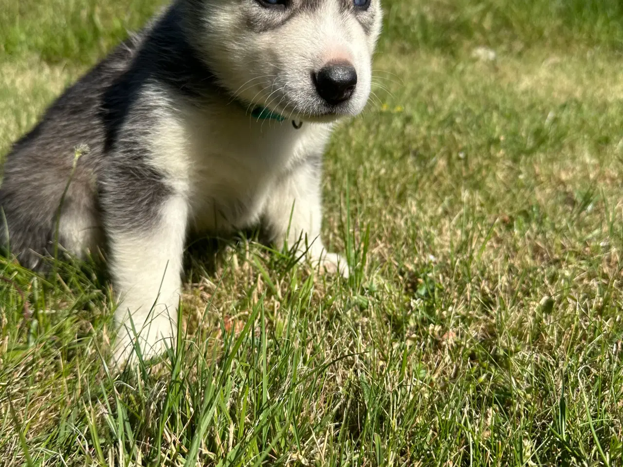 Billede 7 - Lækre husky hvalpe 😍