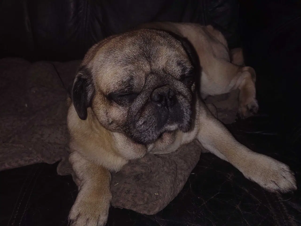 Billede 4 - Mops hvalpe 