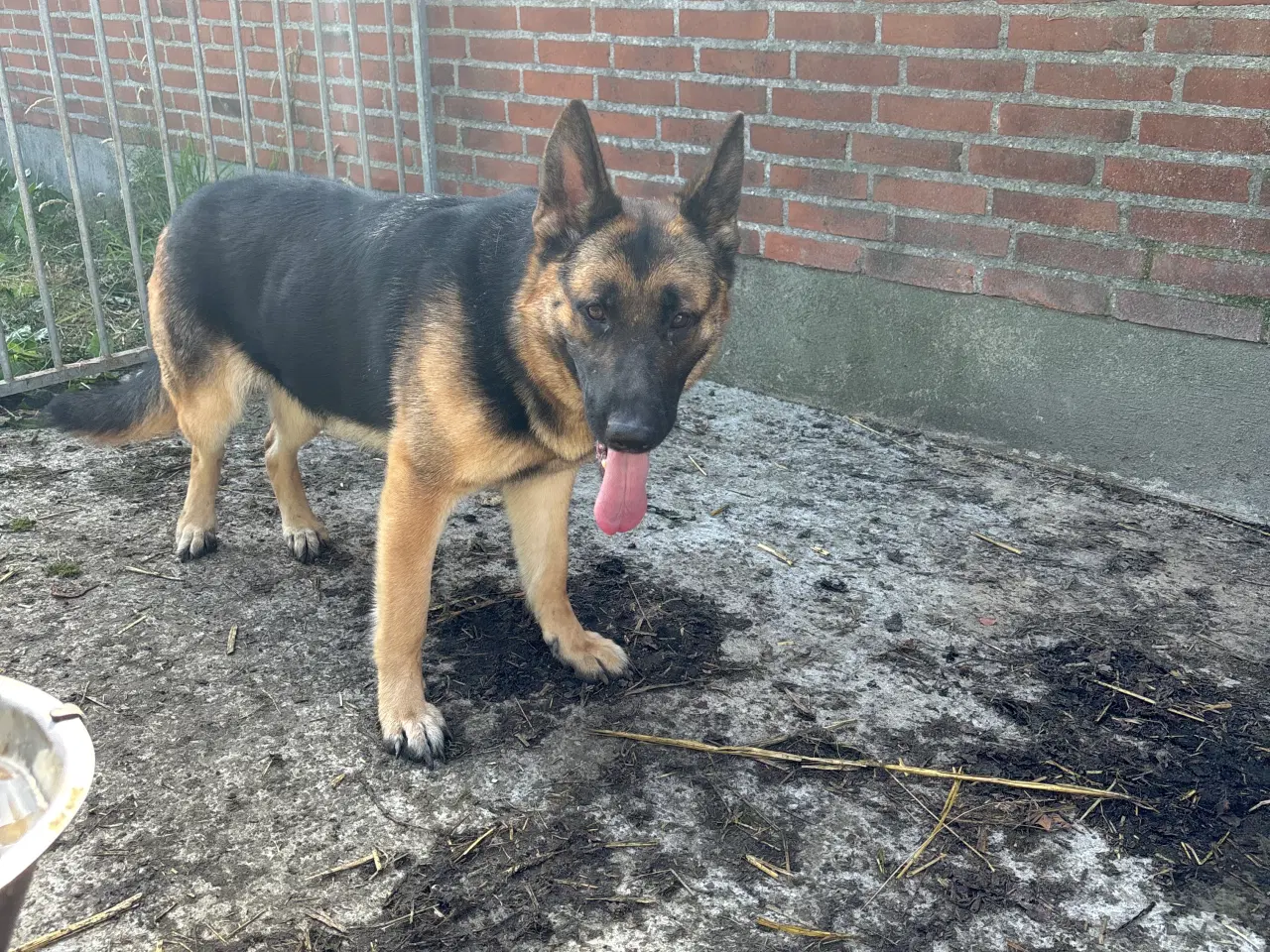 Billede 1 - Shafer hund 2 år hun
