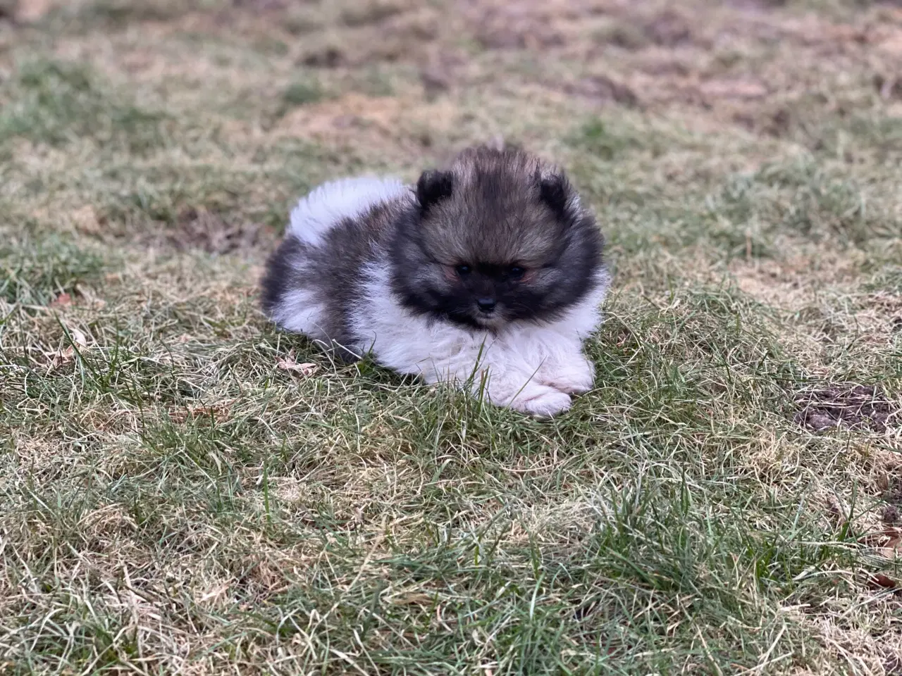 Billede 5 - DKK skønne Pomeranian drenge 