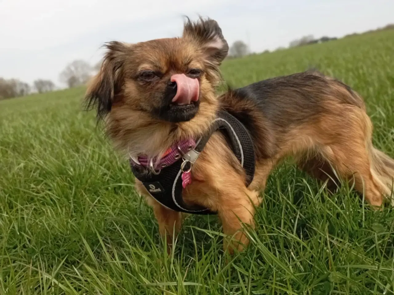 Billede 2 - chihuahua pekingeser Blanding 