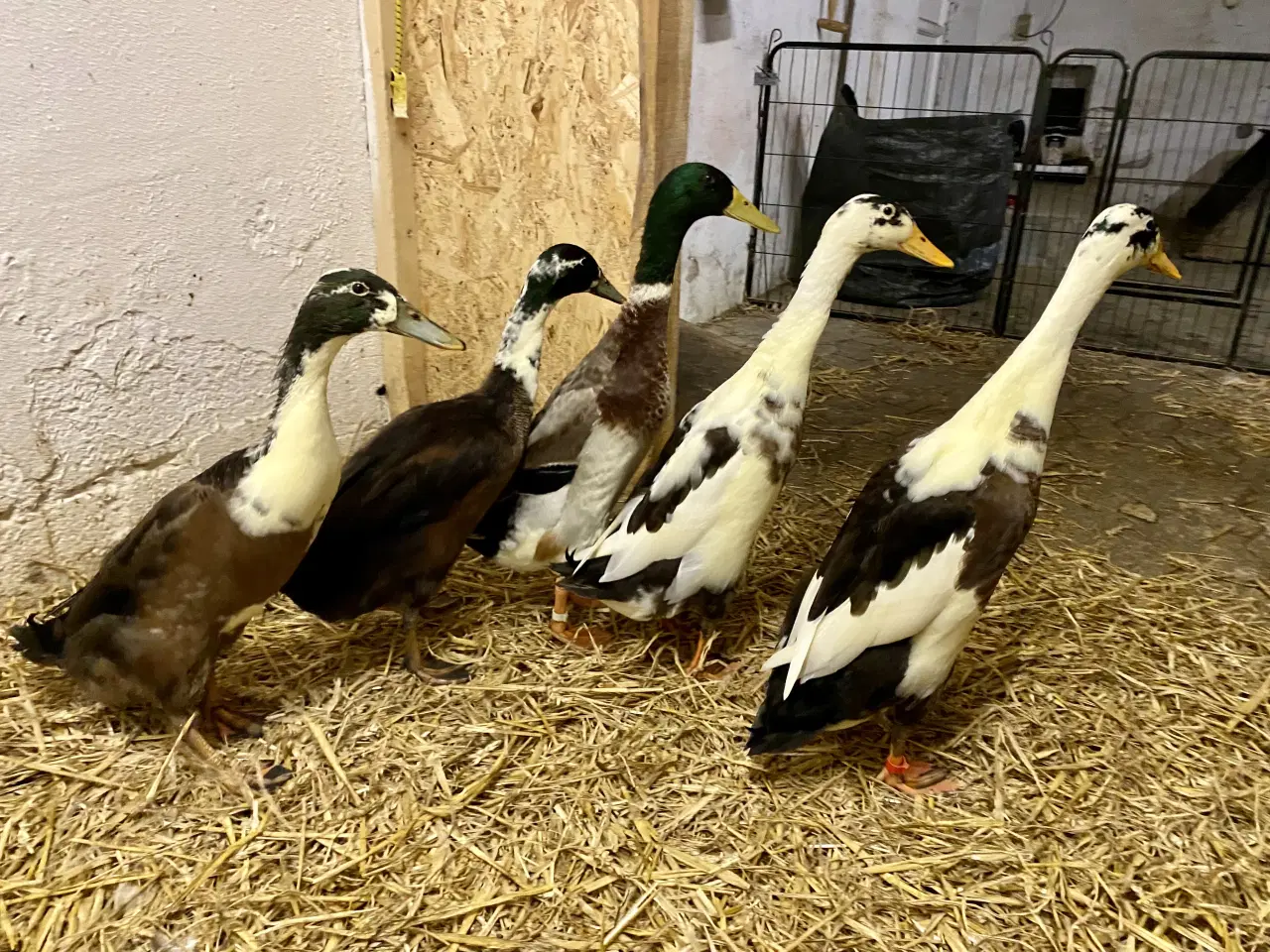 Billede 2 - Søde løbeænder søger nye hjem 🦆💚