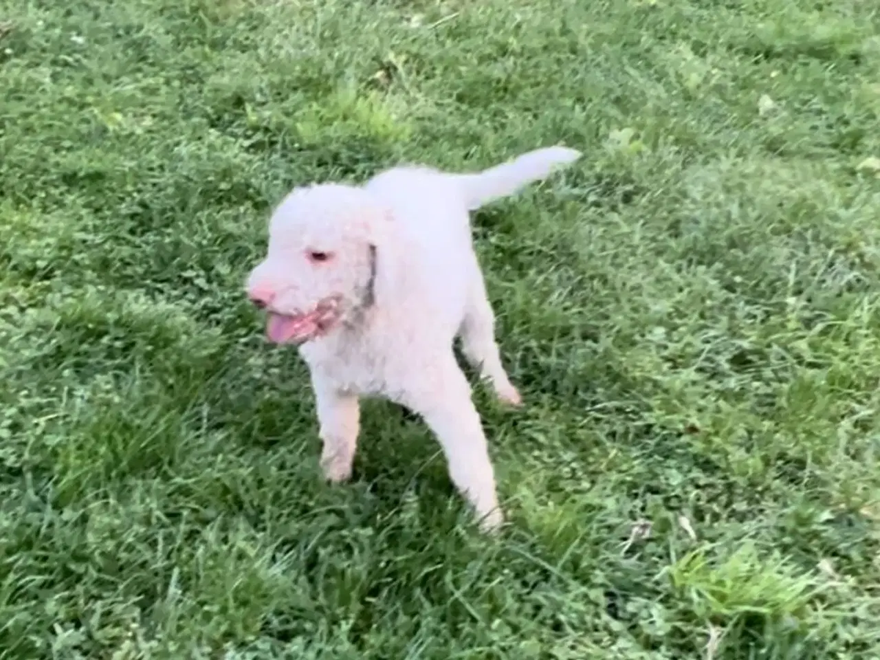 Billede 7 - Lagotto Romagnolo han sælges