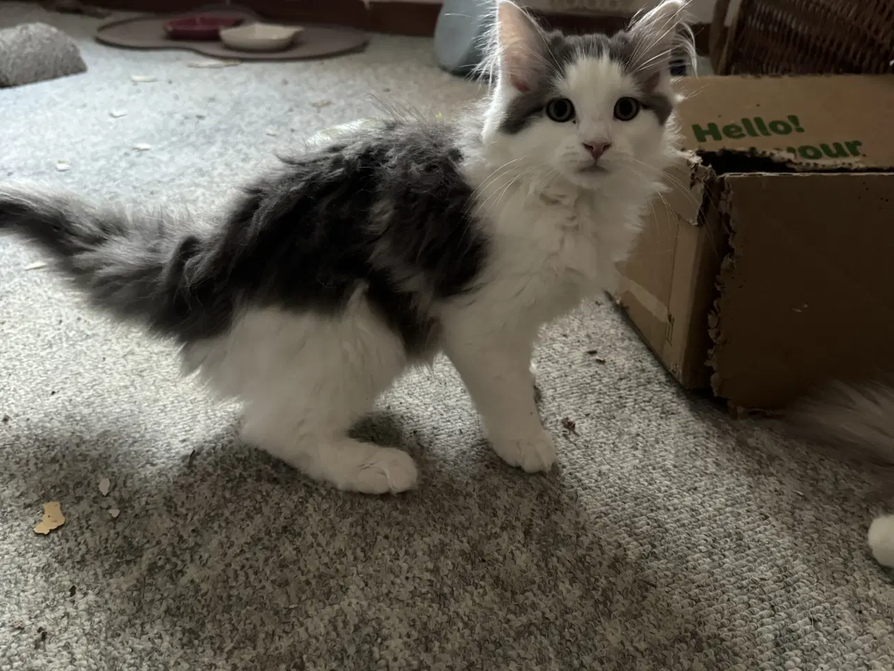 Billede 4 - Maine Coon blandings hankilling sælges 