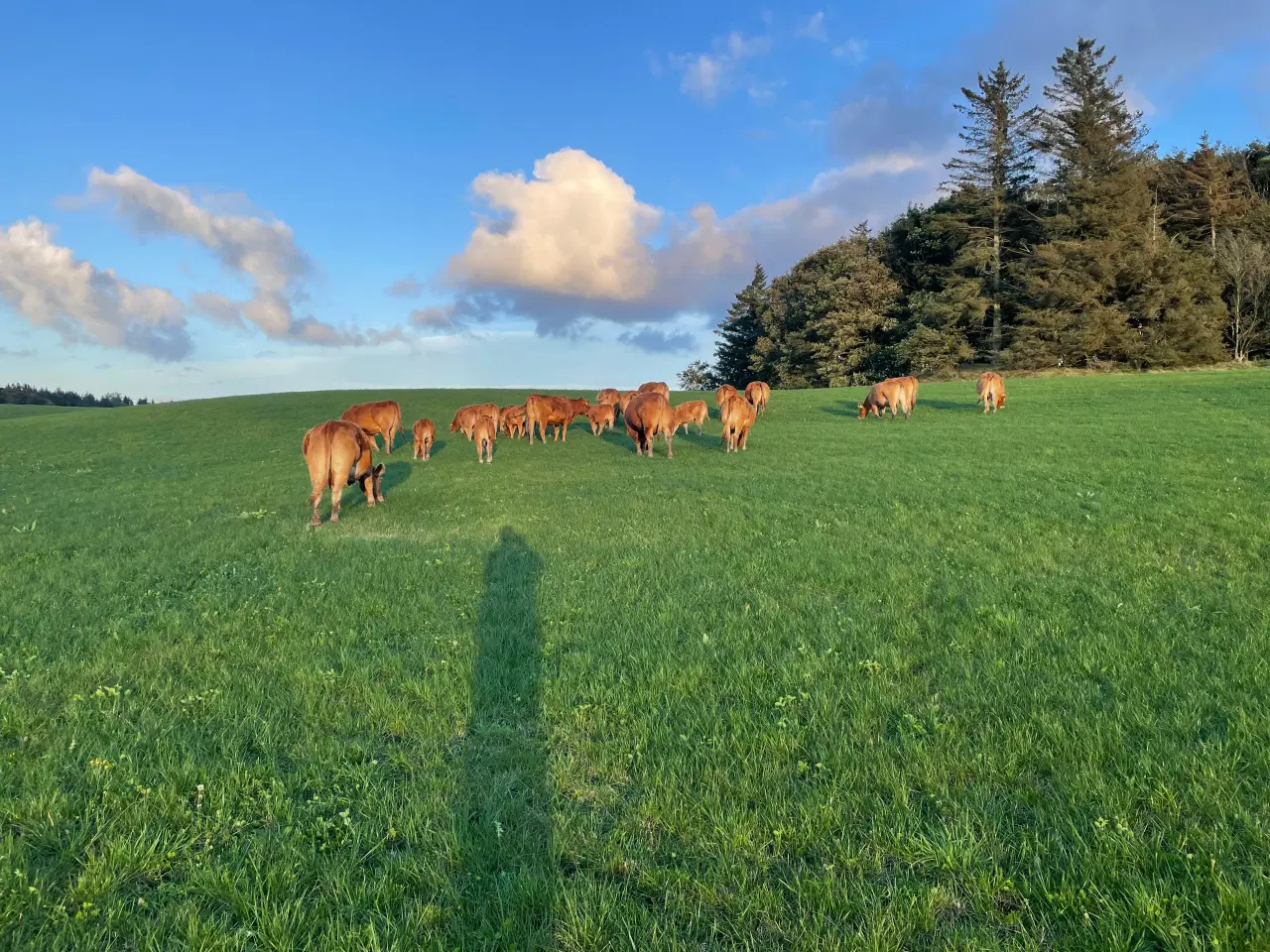 Billede 5 - 10 Limousine tyr- og kviekalve