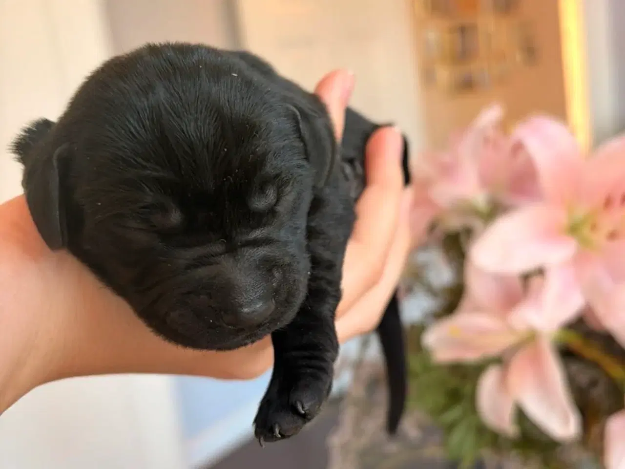 Billede 5 - Hvalpe- F1 labrador/Cocker spaniel