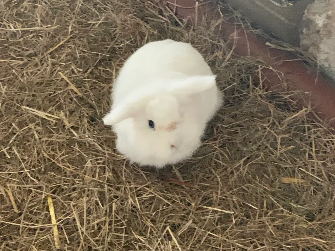 Billede 3 - Dværgkaniner bortgives