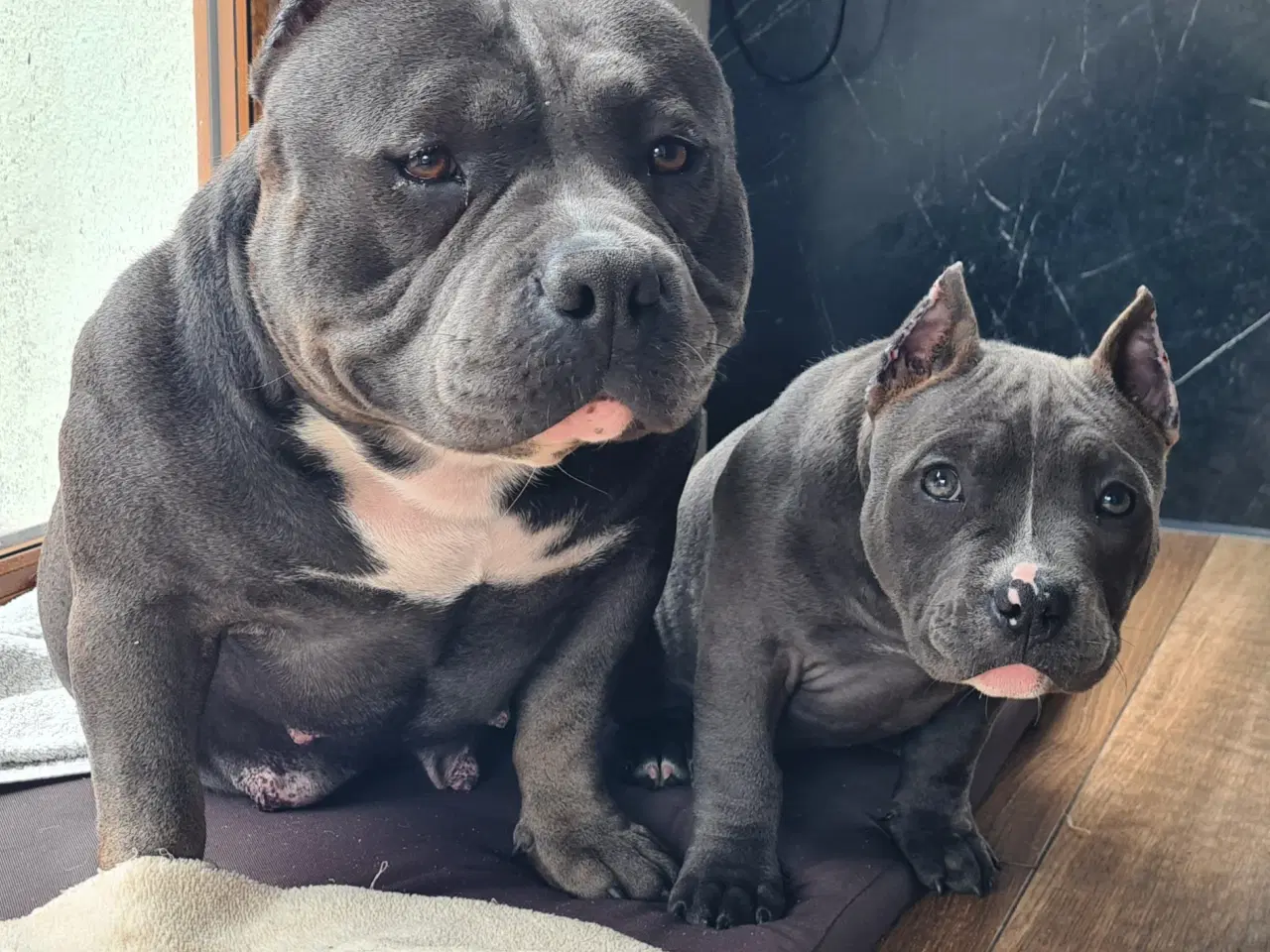 Billede 10 - American Bully Pige abkc 