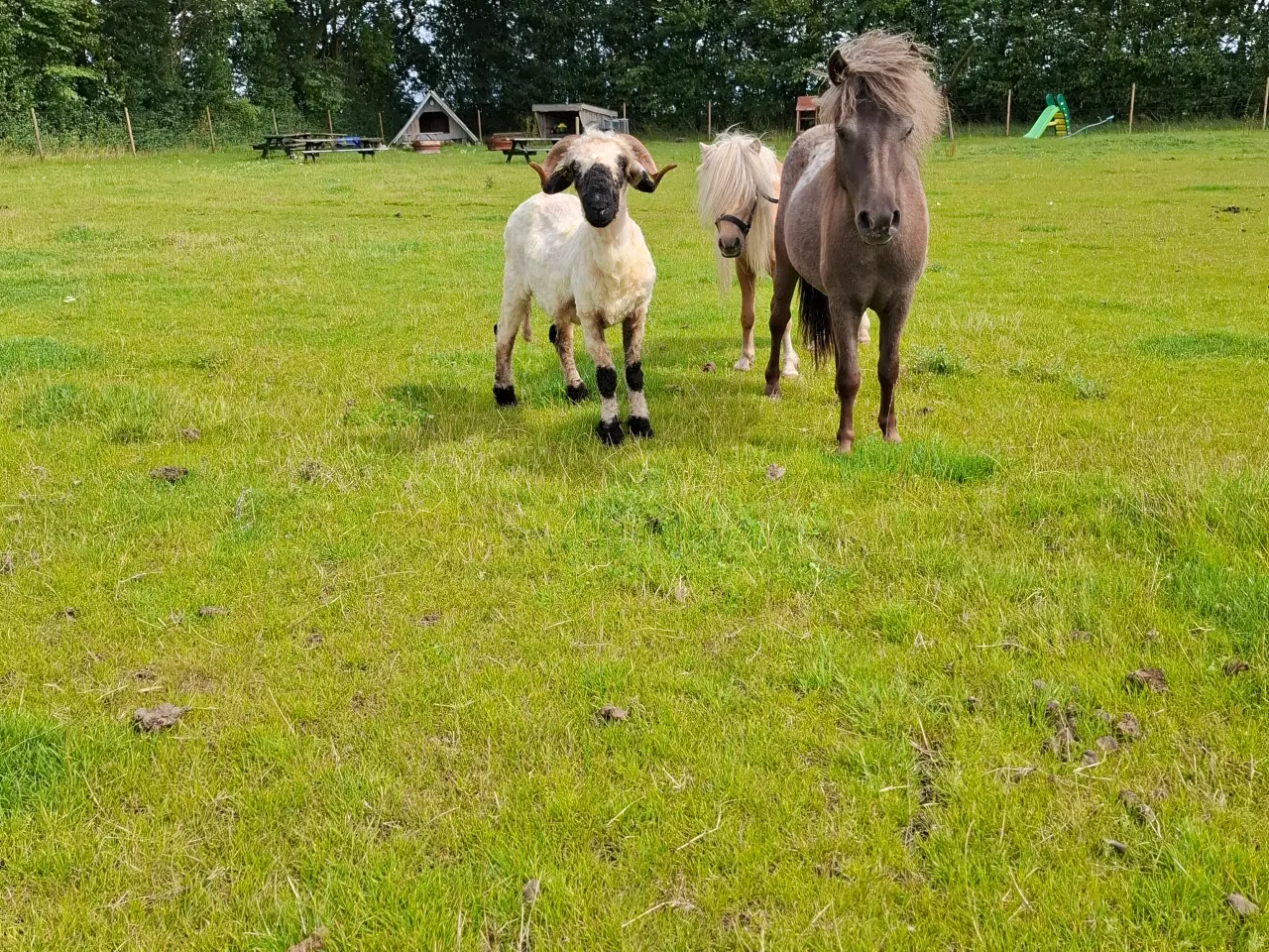 Billede 6 - Valais Blacknose får