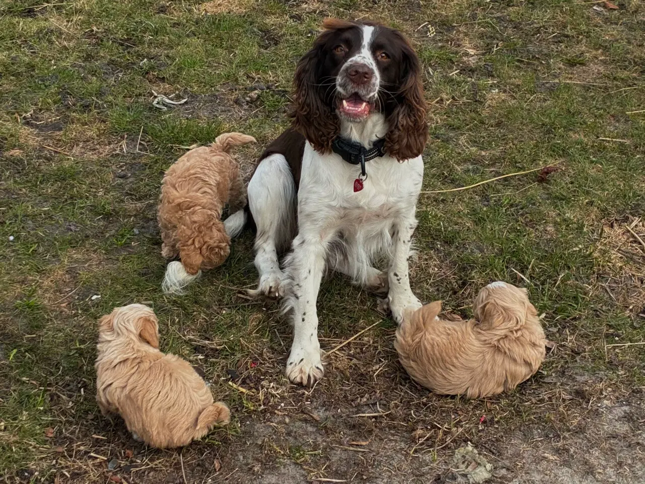 Billede 11 - doodle / cotonpoo / pooton  hvalpe  