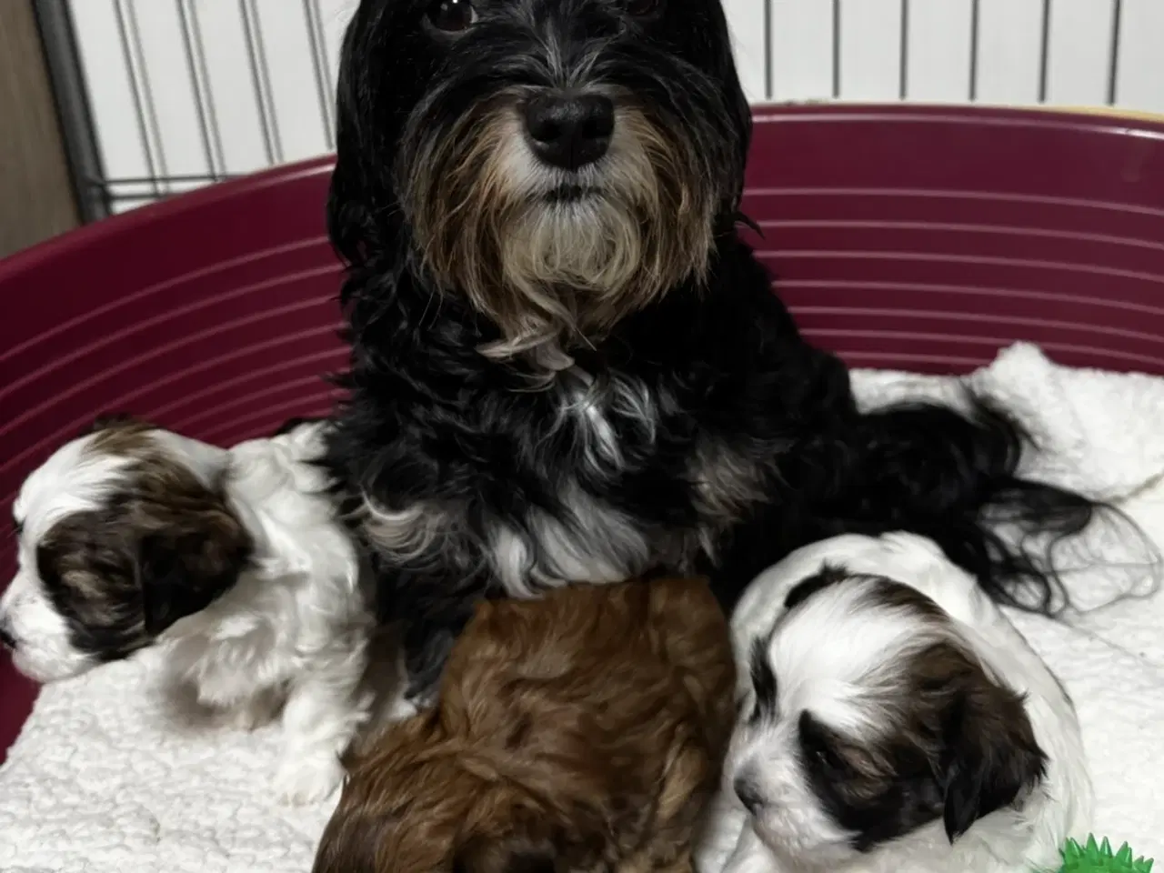 Billede 6 - Bichon havanaiser hvalpe med stamtavle 