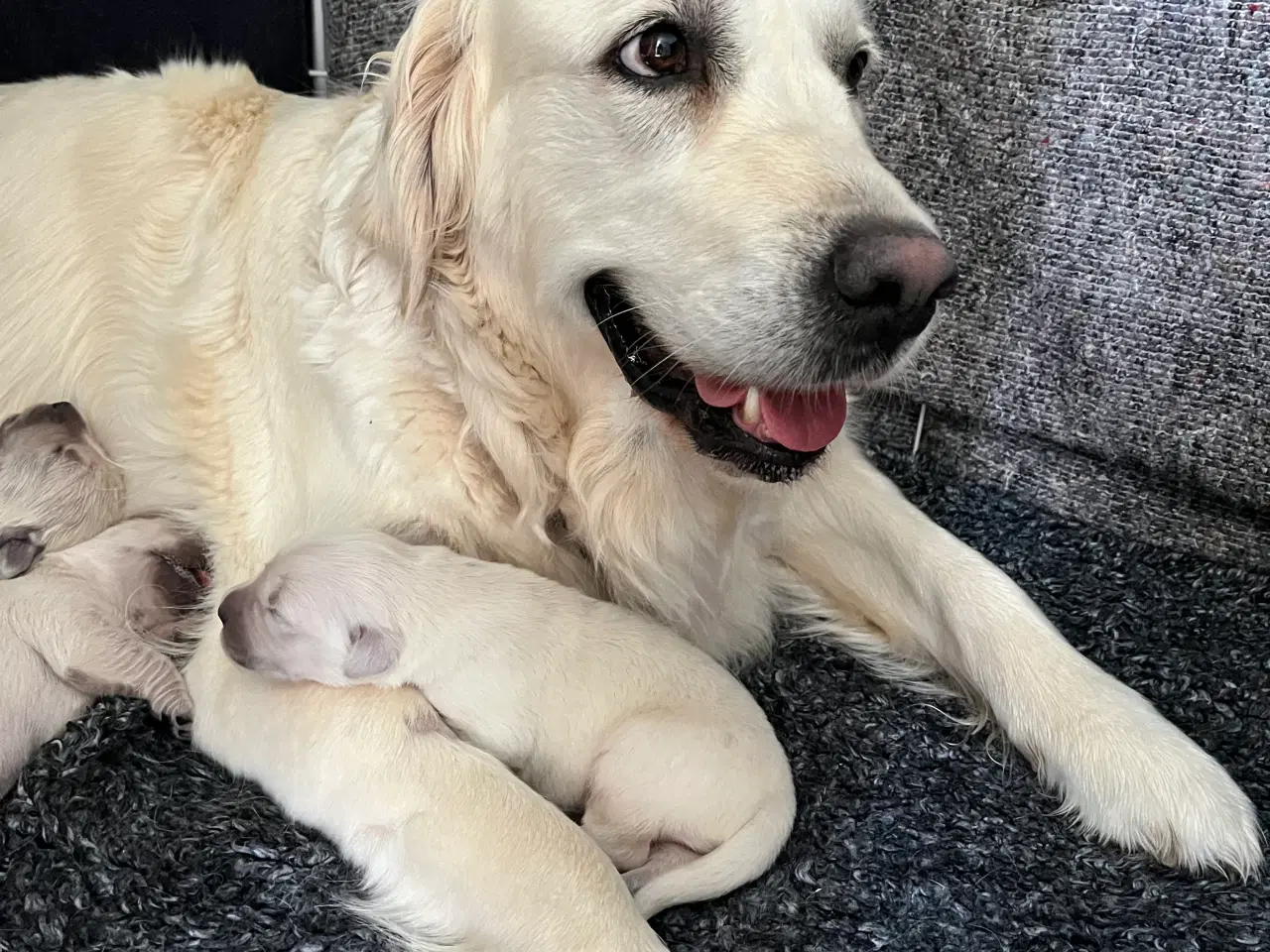Billede 3 - Golden Retriever hvalpe