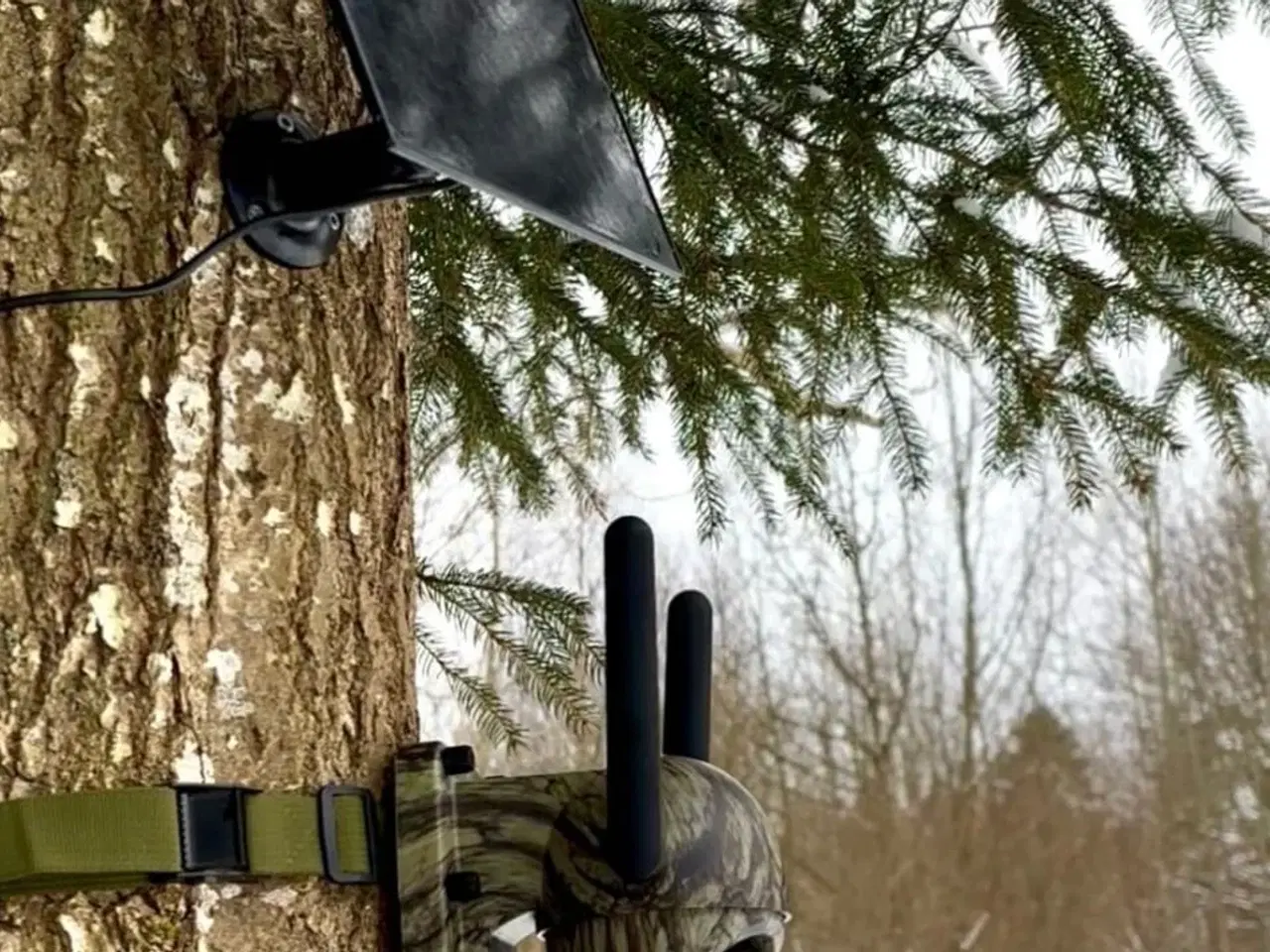 Billede 2 - Ny PANORAMA LIVE 4G VILDTKAMERA MED SOLCELLE & MOB