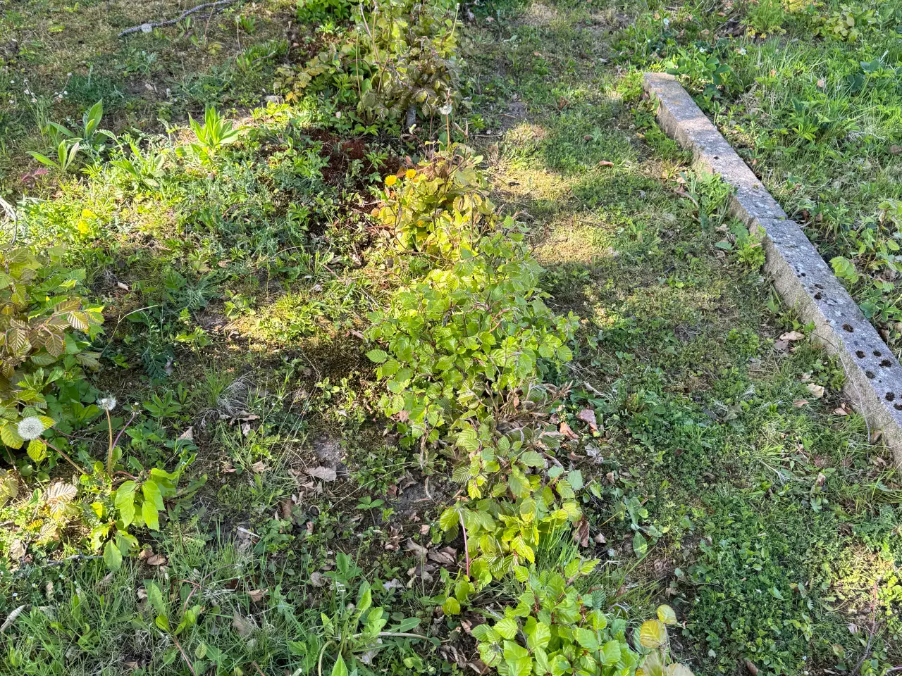 Billede 8 - Gratis have planter 