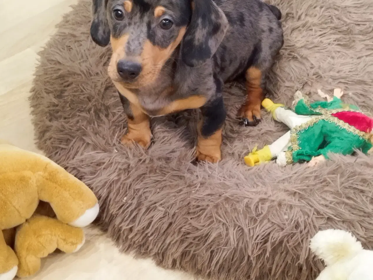 Billede 1 - Gravhunde hvalpe flotte frække søde 