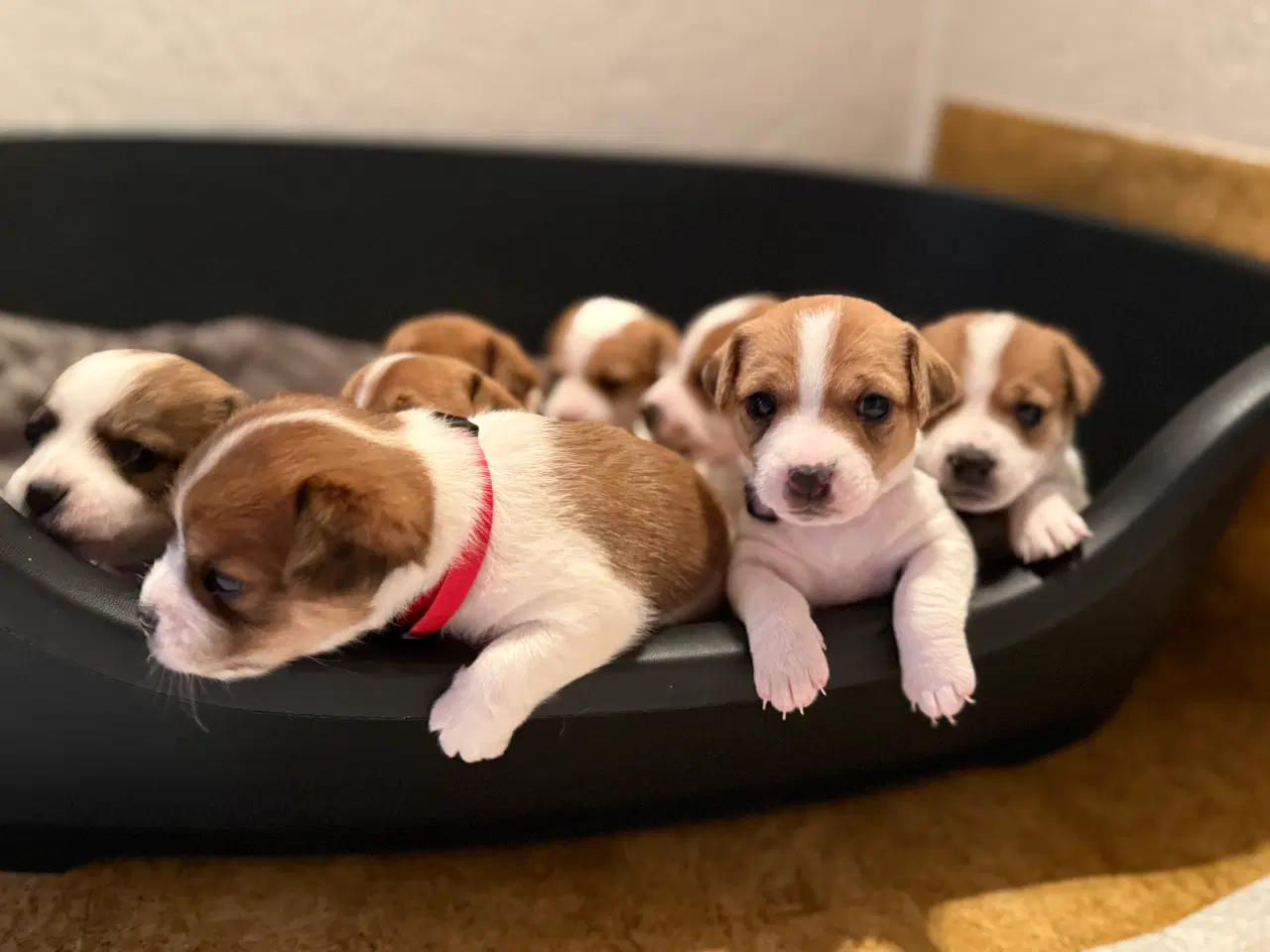 Billede 5 - Jack Russell Terrier hvalpe