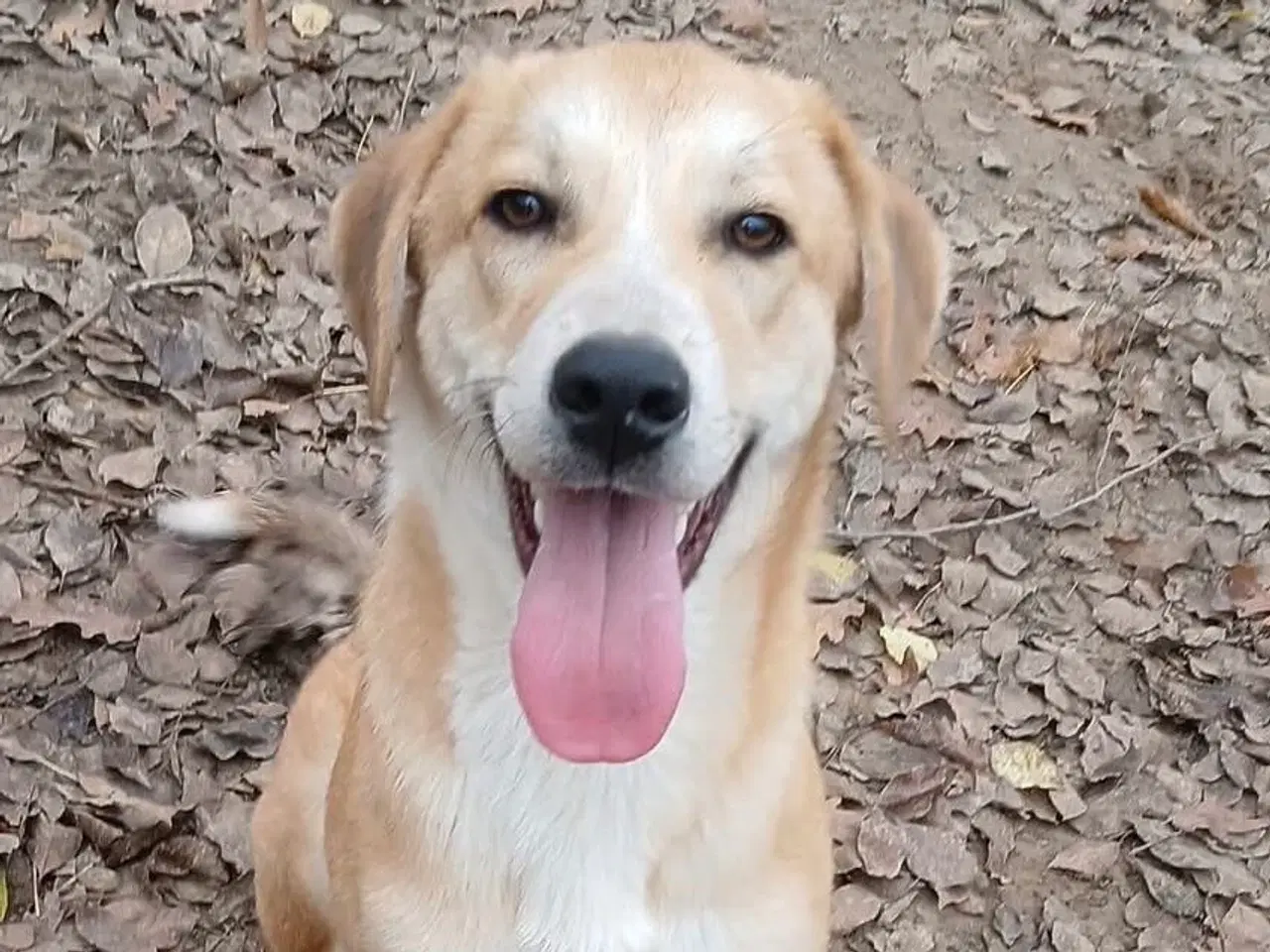 Billede 1 - Dino ønsker sig en familie i julegave