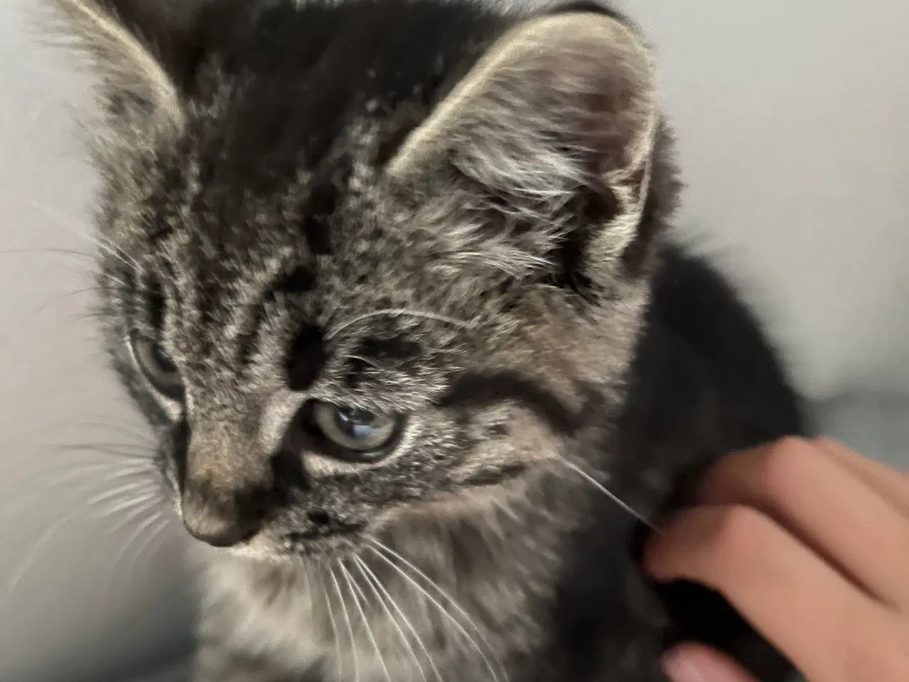 Billede 6 - Søde killinger sælges