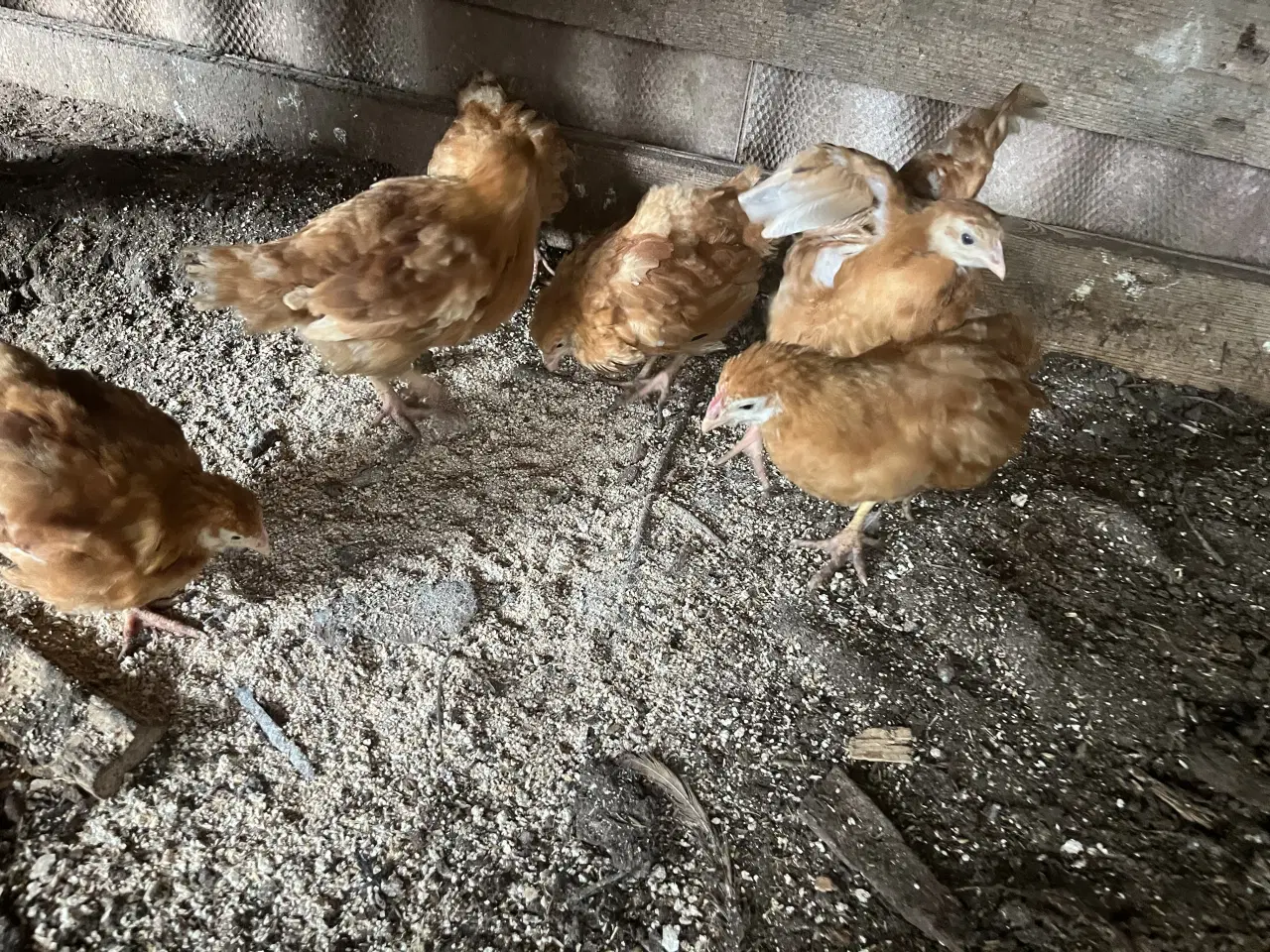 Billede 2 - New Hampshire kyllinger varme fri 8 ure gammel