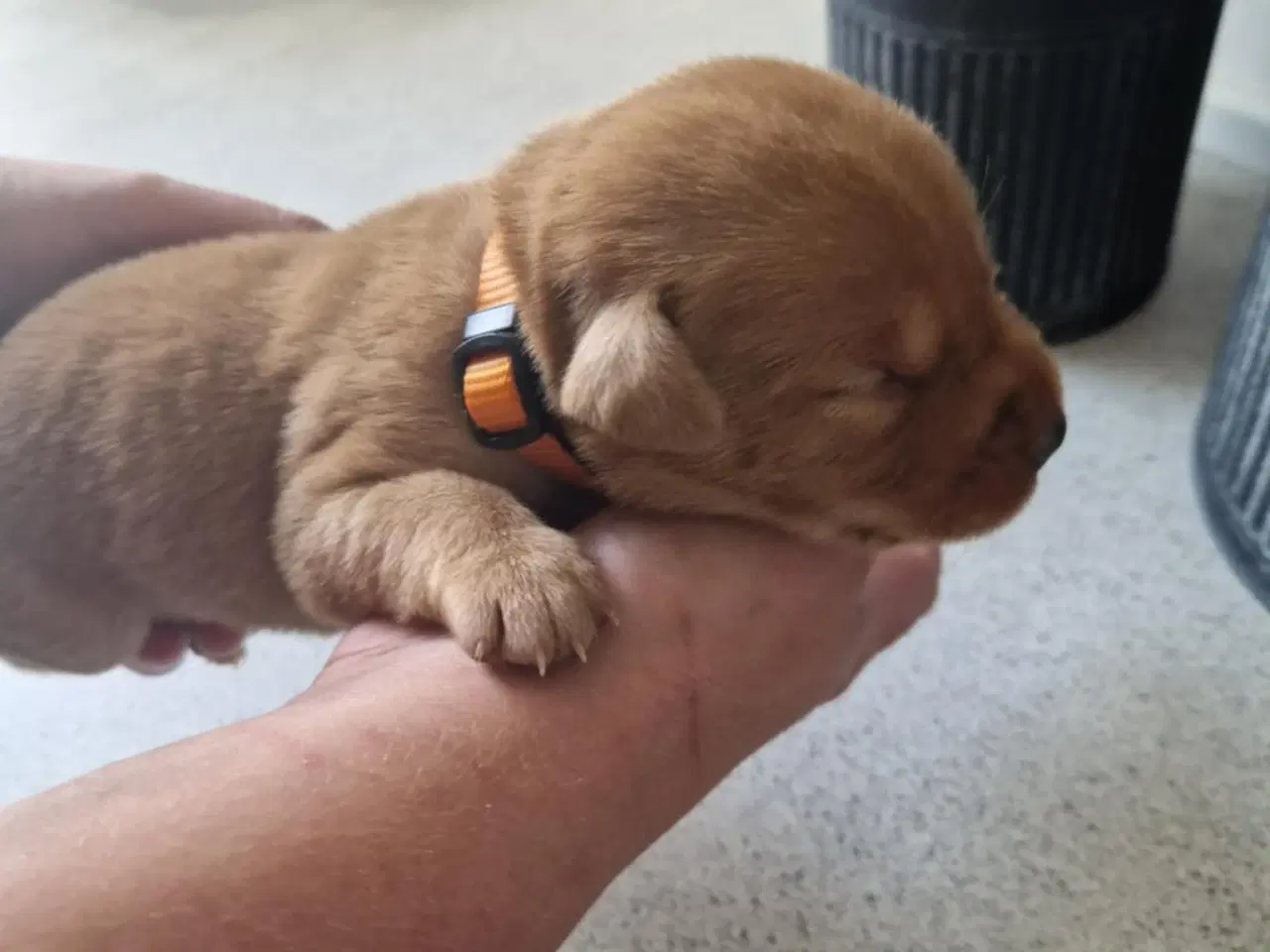 Billede 9 - Fox red labrador hvalpe