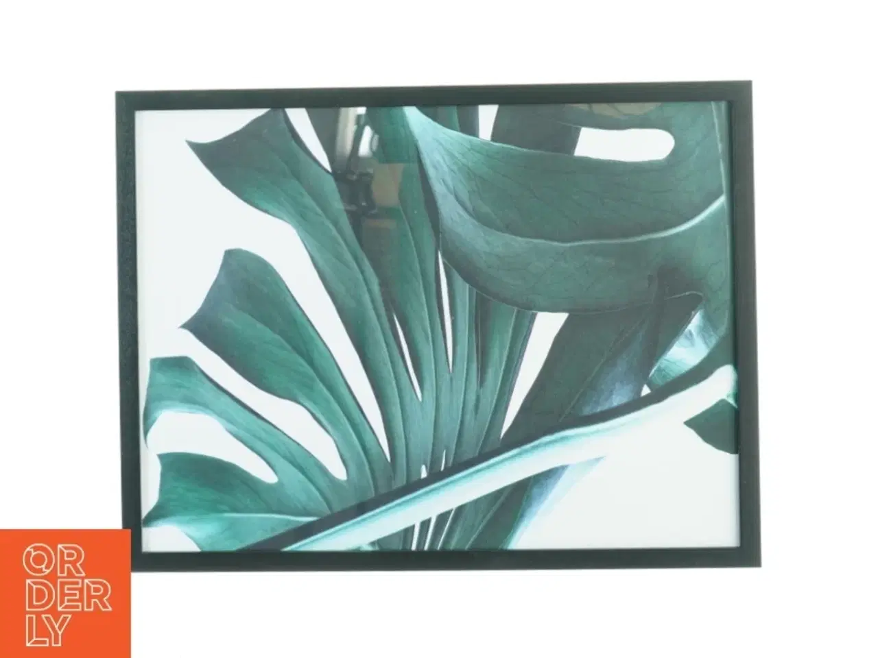 Billede 2 - Sort billedramme med plante motiv, 3 stk (str. 42 x 32 cm)