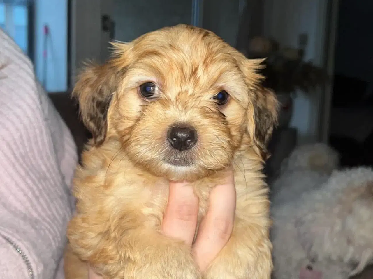 Billede 2 - Bichon havanais hvalp.