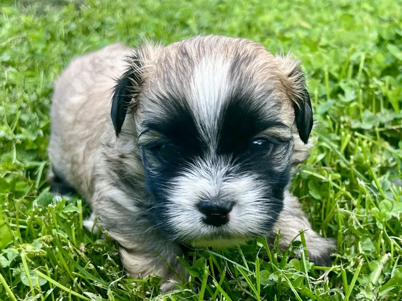 Billede 3 - Allergivenlige blandingshvalpe Pudel / Shih Tzu