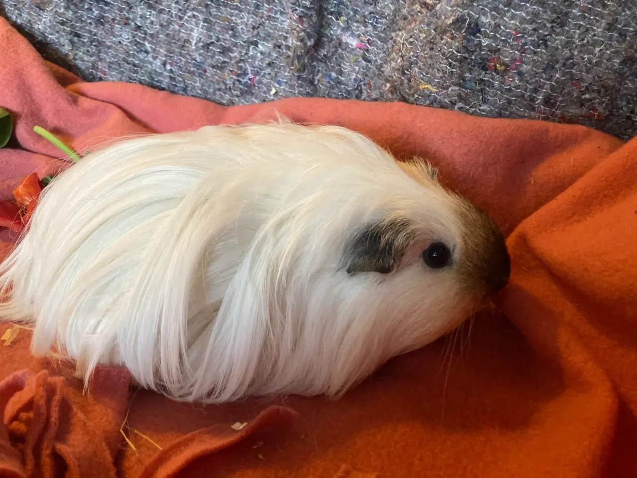 Billede 4 - Sheltie California Marsvin søger nyt hjem