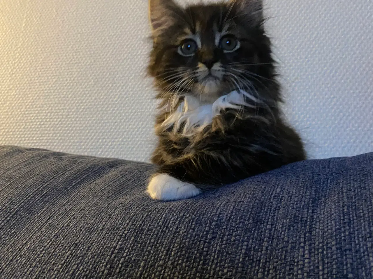 Billede 4 - Polydactyl Maine coon killinger