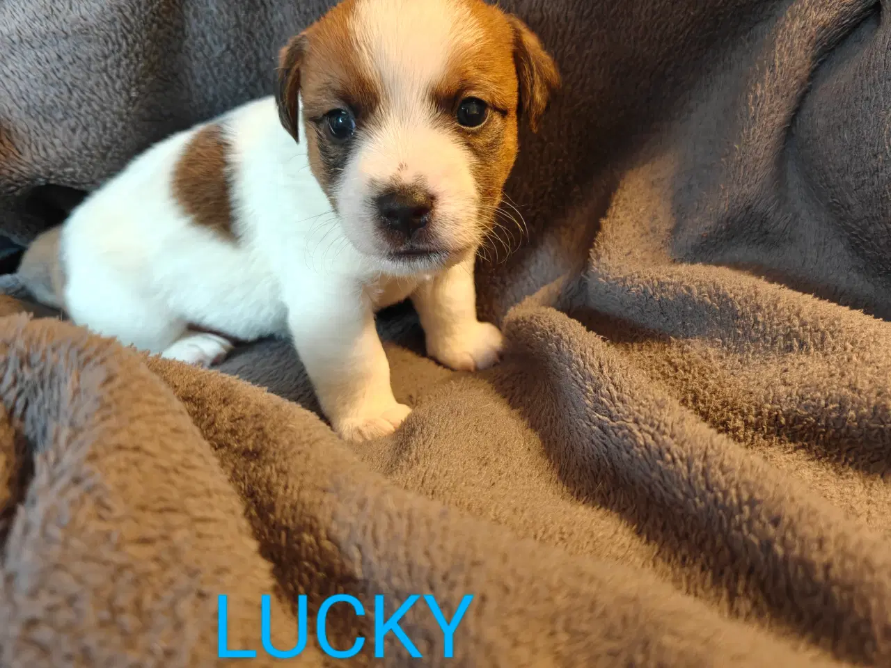 Billede 2 - Lækker Jack Russell Terrier hvalpe