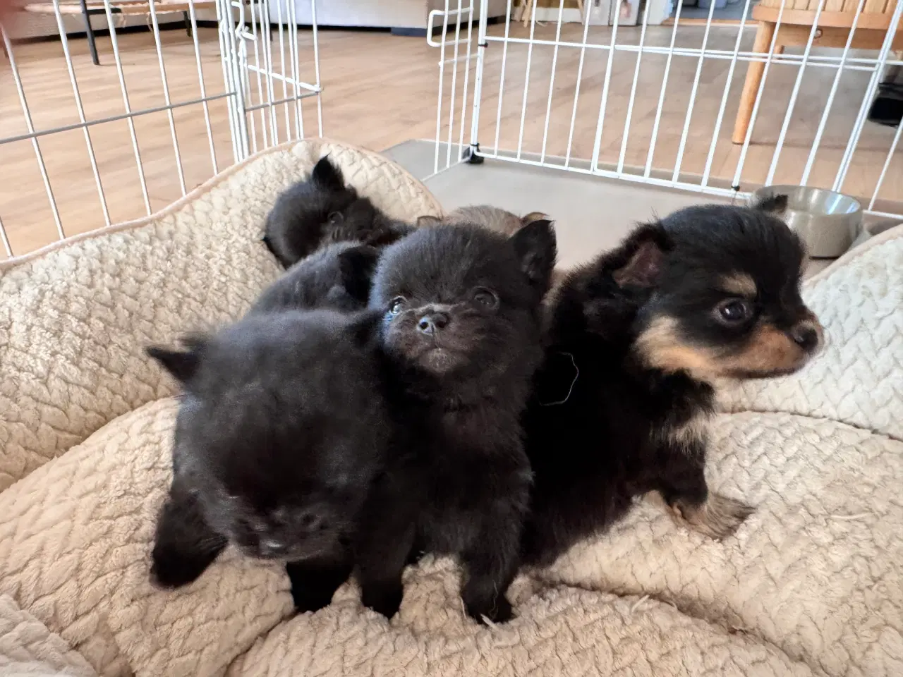 Billede 4 - Pomchi hvalpe 