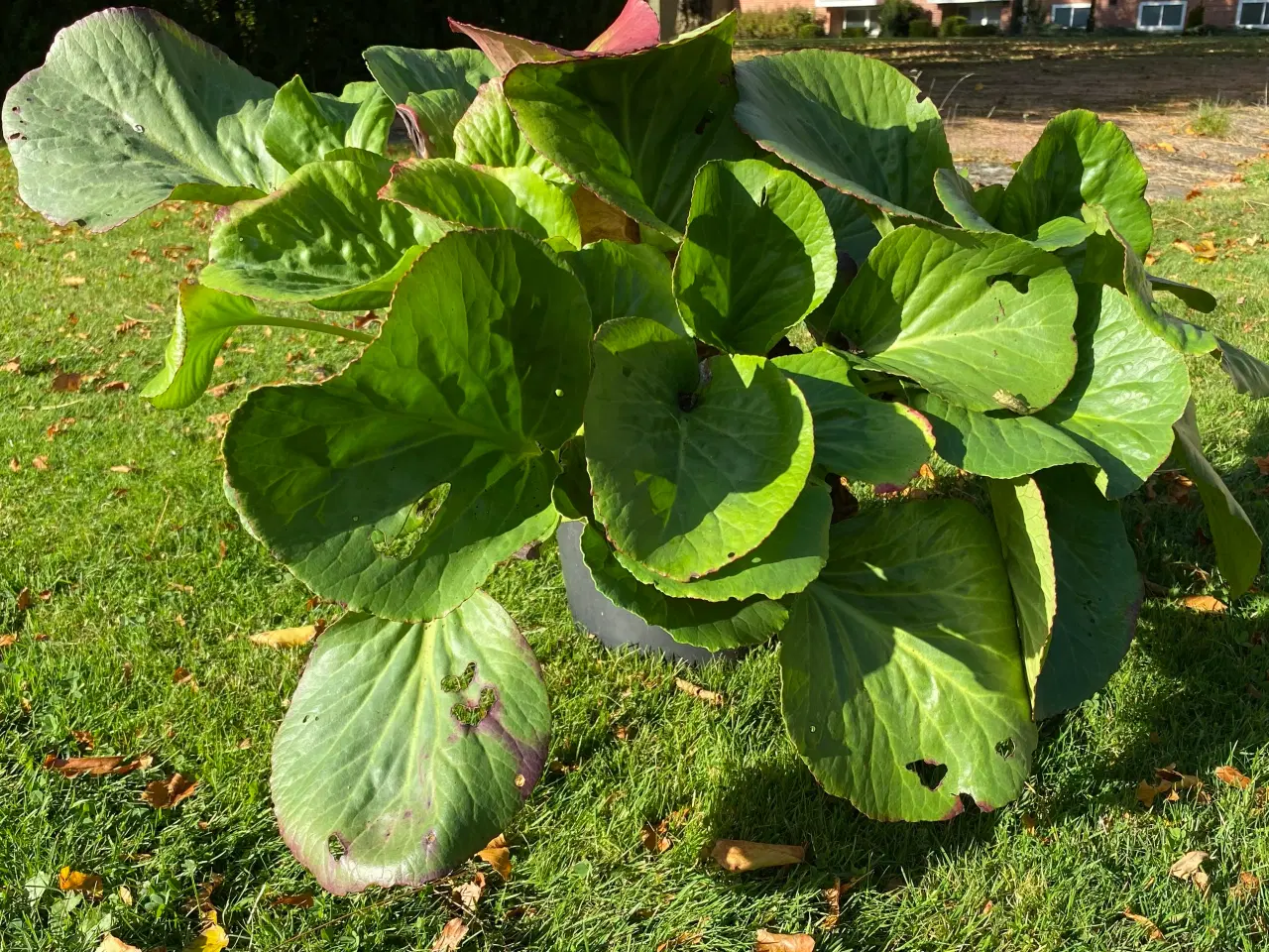 Billede 2 - Stor kæmpestenbræk