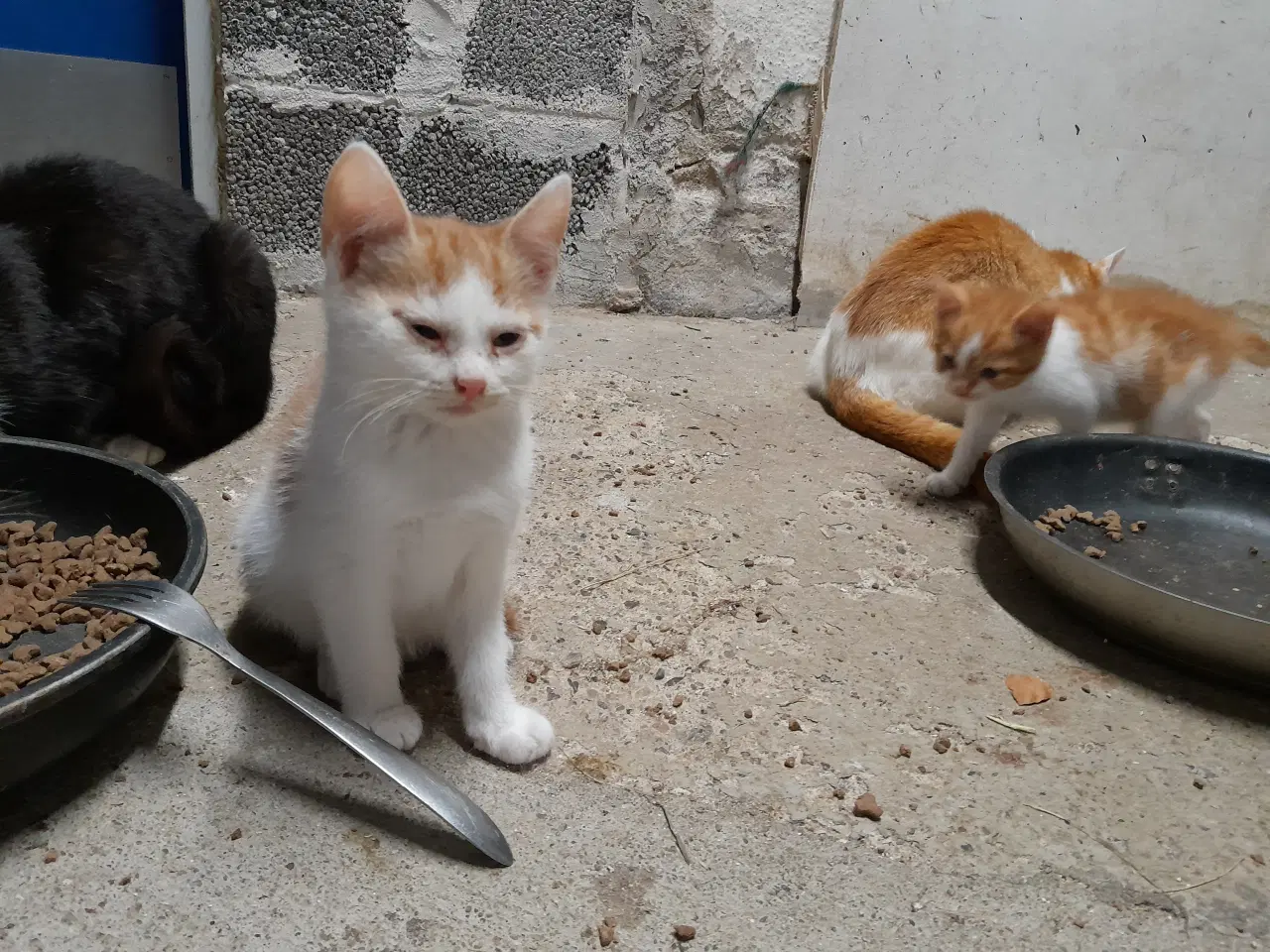 Billede 5 - Kattekillinger