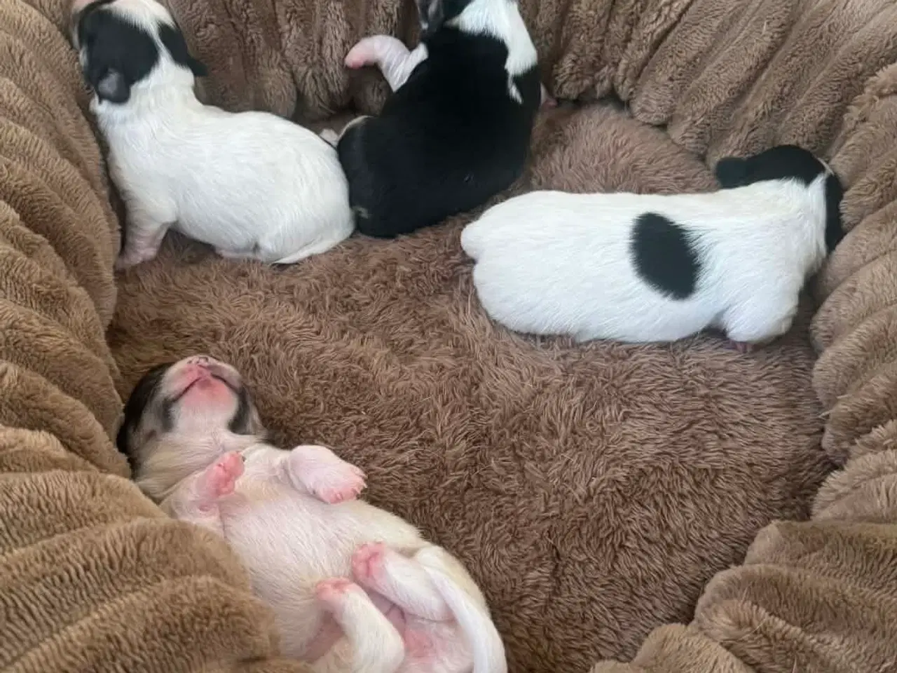 Billede 3 - Chihuahua med et strejf af shih tzu