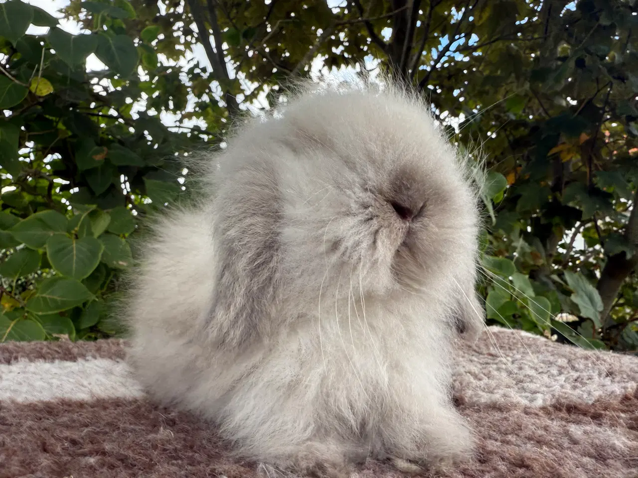Billede 4 - Mini lion lop dreng